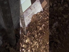 minyak biji anggur yang dipencet dingin